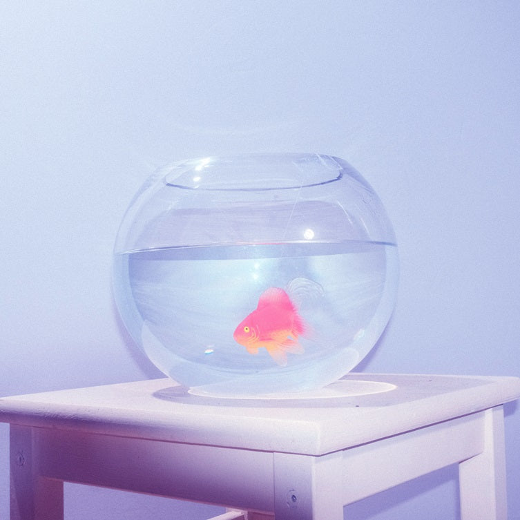 fish narc, frog song pond edits&nbsp;is Now!